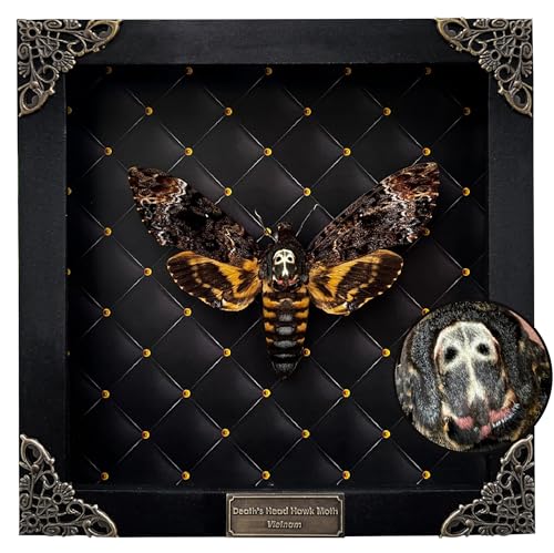 Real Death Head Moth White Skull Acherontia Gothic Witchy Spooky Butterfly Entomology Shadow Box Insect Oddity Curiosities Taxidermy Wall Art Home Decor Living Gallery K18-01-NEM-MT