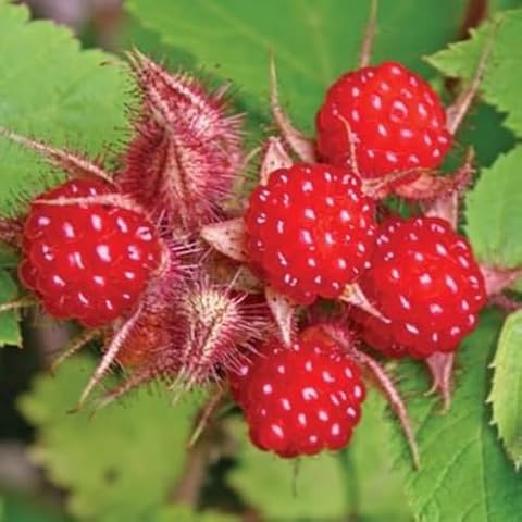 Set 3 Thimbleberry Raspberry Live Plants - Size 4-10 Inc Height - Sweet Thimbleberry Plants Live for Planting Cover