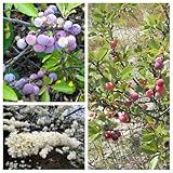 5 Seeds Beach Plum Prunus Maritima Native Edible Fruit Shrub Bush White Flower edlcy (Seeds)