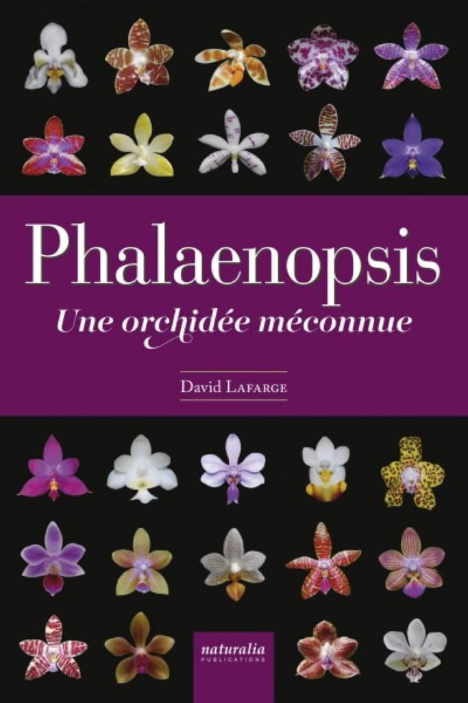 Phalaenopsis orchidée d'exception sélectionnée pour sa floraison élégante