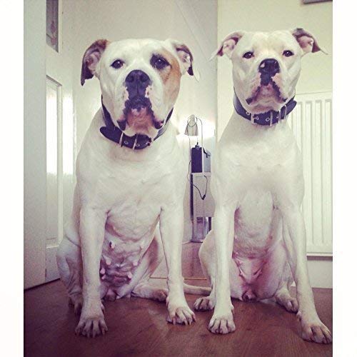 Bestia Genuine Leather Dog Collar, Soft Padded, Large Breeds, Cane Corso, Rottweiler, Boxer, Bullmastiff, Dogo, Bully, Quality Dog Collar, 100% Leather #TOP2