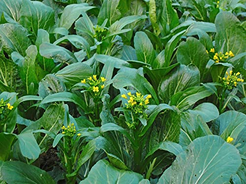 250 Yu Choy Sum Seeds Chinese Broccoli Scallion Chive Vegetable Garden Seeds #TOP2
