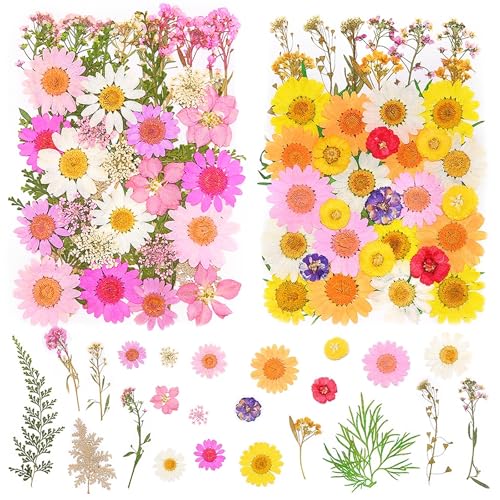 pclapora 81 Piezas Flores Secas Naturales Prensadas, Flores Reales Secas Mezcladas, para Decoración Manualidades, Resina, Velas, Nail Art, Bolsos, Álbumes Recortes