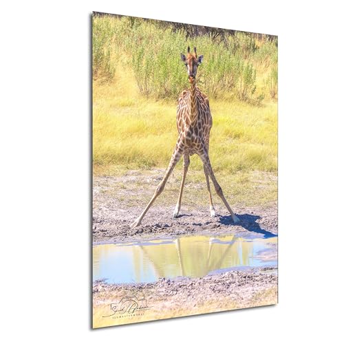 Baby Giraffe Print Botswana Safari Wall Art Nursery Decor South African Wildlife Illustration Gift (30"x40", A Paper Print, Print Only No Frame)
