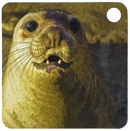 Porte-clés éléphant de mer San Simeon California 3dRose US05 CHA0136 - Accessoire photo 6 cm