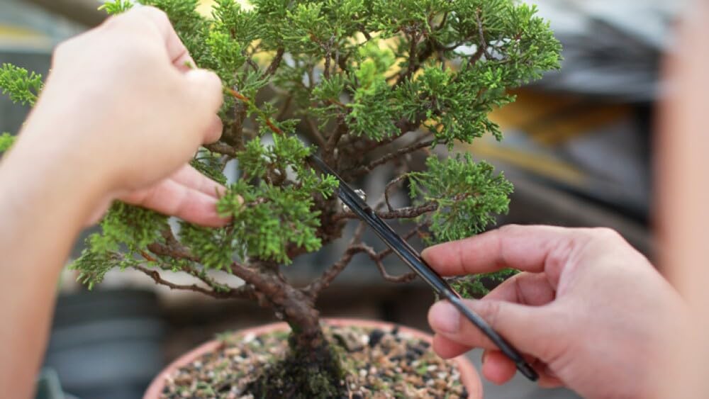Sustrato Akadama (SSS_1-2mm) 14L. Ibaraki Triple Línea. Procedente de Japón específico para su uso en el cultivo de bonsáis