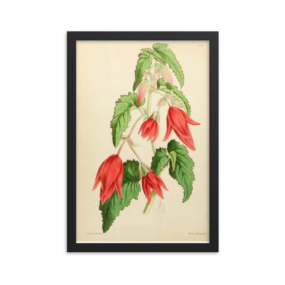 Affiche Begonia Bolivensis encadrée décoration murale fleur