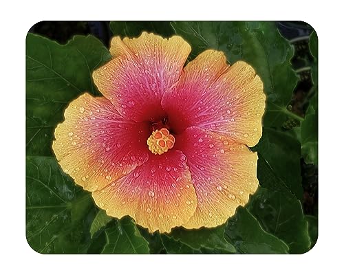 Hawaiian Sunset - Tropical Hibiscus rosa-sinensis - Live Plant - Coral Yellow Single Flower - Emerald Goddess Gardens - Starter Sz 4 Inch Pot