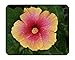 HAWAIIAN SUNSET Tropical Landscape Hibiscus Live Plant Coral Yellow Single Flower Starter Size 4 Inch Pot Emeralds TM