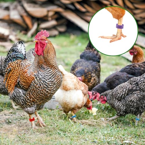 DAJISI 100 peças de anéis de perna de frango de 16 mm com 5 cores numeradas de identificação de gali