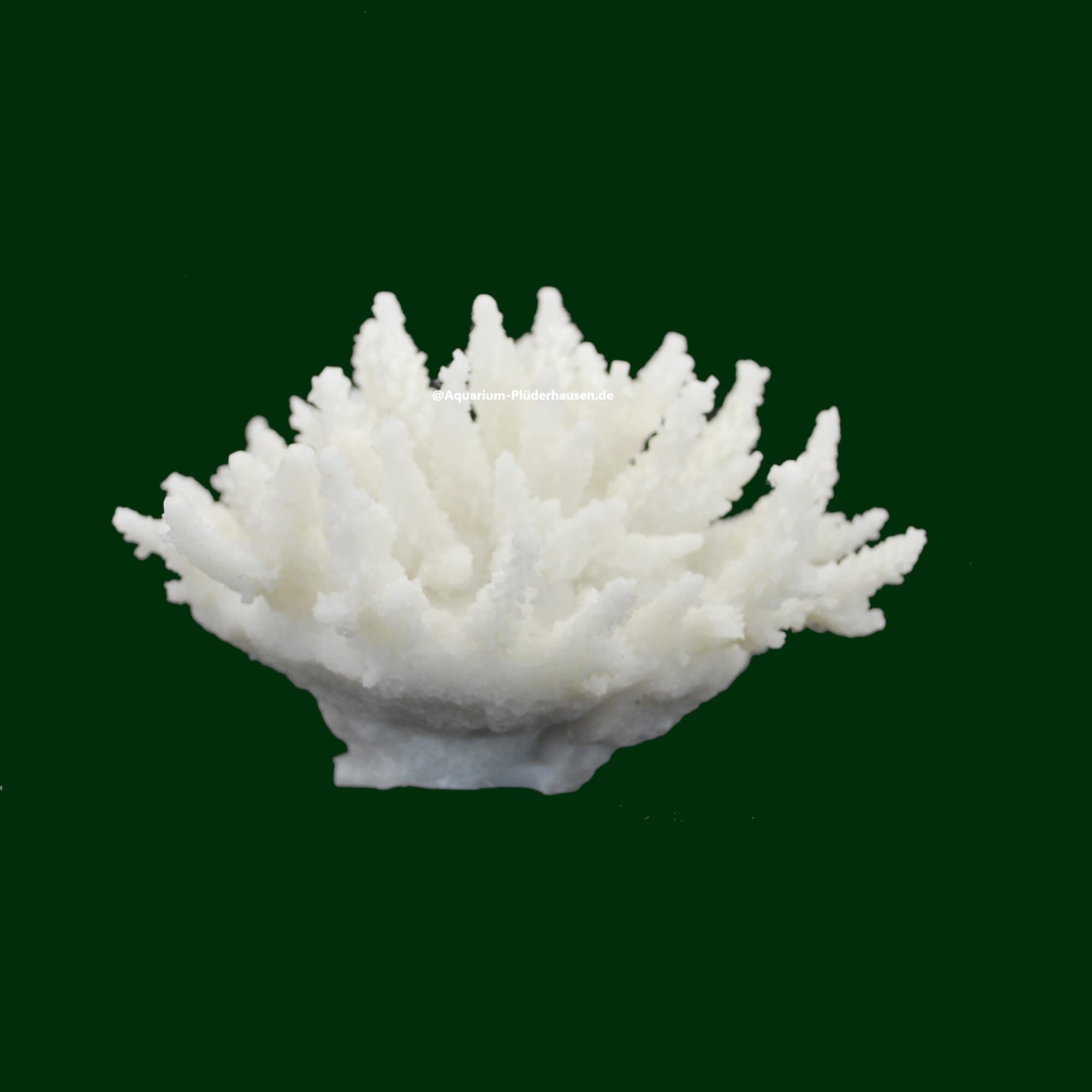 Steinkoralle, 13x13x8 cm, SPS, Acropora, Salz Aquarium Korallen Nachbildung