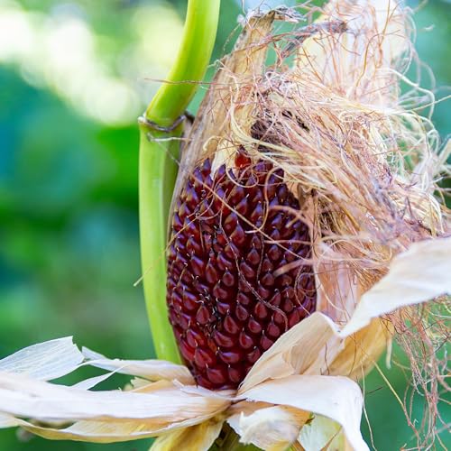 PREMIER SEEDS DIRECT - Heirloom RED Popping Corn - Strawberry - 80 Seeds