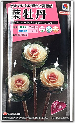 Amazon.co.jp: ハボタン 種子 タキイ交配 葉牡丹・プラチナケール