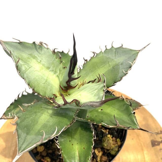 Amazon.co.jp: (現品) アガベ チタノタ ドワーフ (No.62053) (Agave