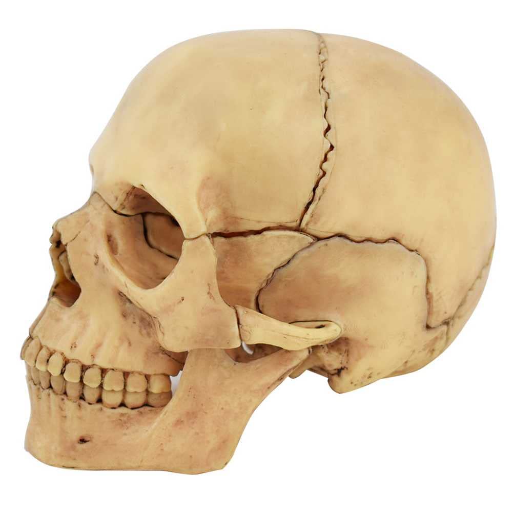 Modelo de enseñanza, modelo de cráneo humano 1:2 para anatomía, modelo de anatomía de cráneo desmontable de PVC con 15 piezas de ensamblaje y manual de descripción de huesos y detalles precisos, model