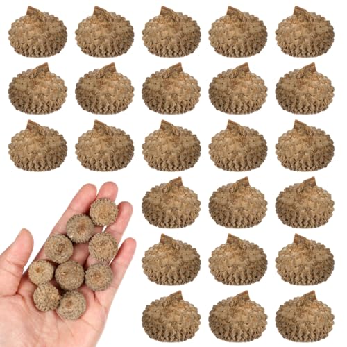 Natural Real Acorn Caps para Artesanías, 50 piezas