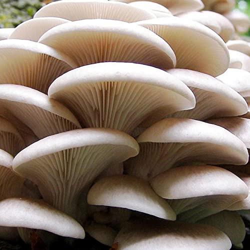 5 Pack Oyster Mushroom Growing Liquid Culture Kit – Variety Live Mycelium Set for Home Germination (Black, Blue, King Blue, Pearl, & Pink)