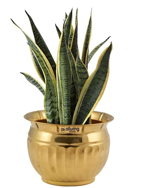 Alluring Homz Brass Planter Pot/Stand for Plants/Pot Stands/Planter Stands/Potted Plant STabletop/Floor Pot Stand for Plants, Golden Colour(15 cm x 10 cm) 1 Piece (B0D9LJVQYG) Amazon Price History, Amazon Price Tracker