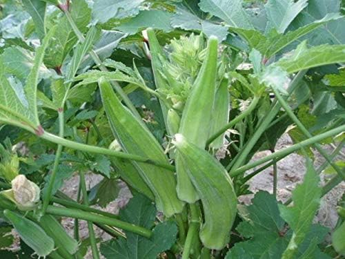Miniatura 2 de Cajun Jewel Okra Seeds - Plantas enanas sin espinas de 3 a 4 pies - Grandes rendimientos y GoooooooD (25 - Semillas)