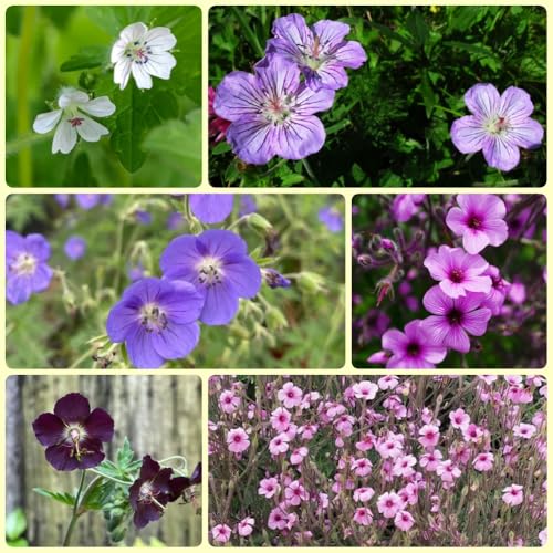 Semillas de Cranesbill, semillas de silvestres Geranio wilfordii, orgánicas de jardín 500pcs