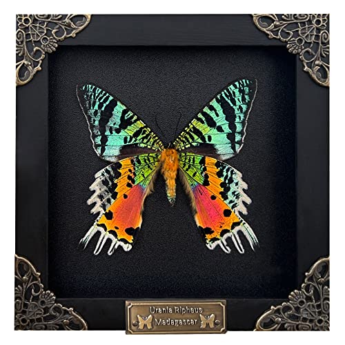 Real Sunset Moth 5.5" Framed Specimen Taxidermy Witchy Decor Gift K14-29-DE