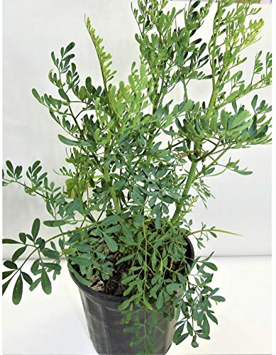 herb RUDA RUE Full Plant with rooth, green, small