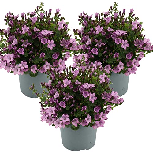 Bloomique - 3er-Set - Campanula Ambella Pink - Glockenblume - Bodendecker - Gartenpflanzen - Winterhart - Tierfreundlich - 10-20 cm Hoch - Topf 10,5 cm