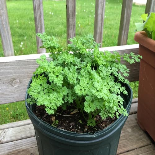50pcs Chervil Plant Seeds