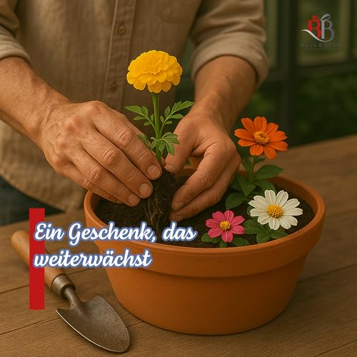 Bull & Bear 3er Set Mini-Pflanzset Glücksklee, Kleezwiebeln im Topf 4,5cm, vierblättrige Kleeblätter als Anzuchtset mit Pflegeanleitung