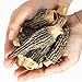 Dried Morel Mushrooms, Premium Grade, 2 oz, Gluten-Free, Vegan, Keto-Friendly