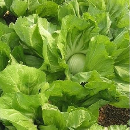 on cloud 70 30 leaf mustard