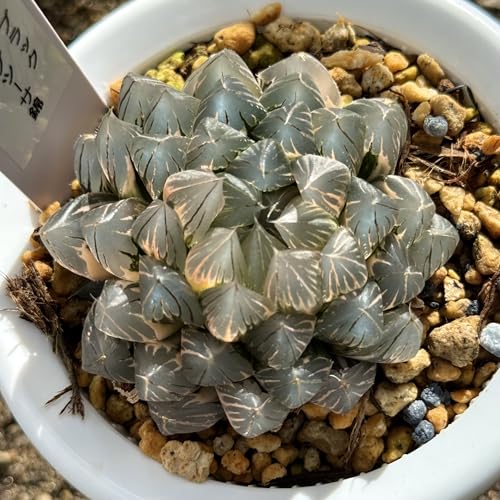 リ*ー様 多肉植物　ハオルチア　霓虹燈オブツーサ錦　鮮明錦　極上斑　超美品 リ*ー様 多肉植物 ハオルチア 霓虹燈オブツーサ錦 鮮明錦 極上斑