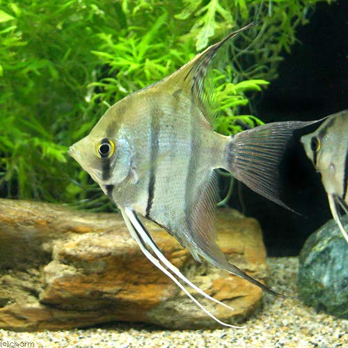 Amazon.co.jp: （熱帯魚）スカラレ・エンゼルフィッシュ ペルー ML