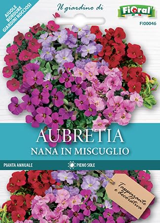 500 Semi Di Aubrieta Crescione, Seme Aubretia fiori Perenni per Giardino Roccioso, Multicolore, Resistenti al Freddo, Aubrieta seeds