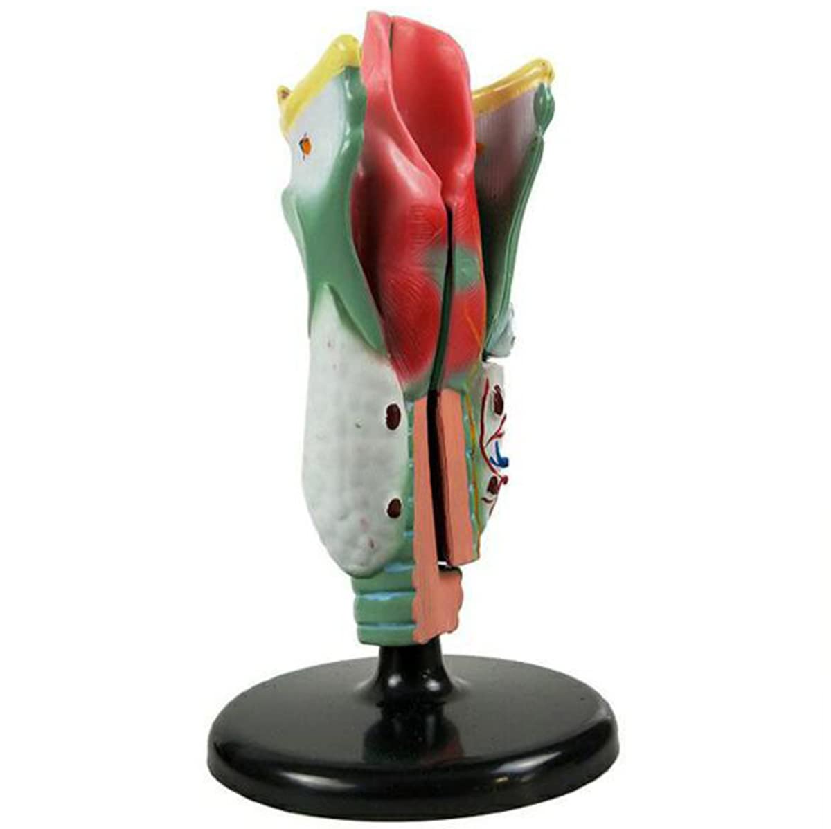 sjdoPulse Human Larynx Model - Educational Human Nasal Cavity Throat Anatomy Model - for Medical Science Teaching Classroom Anatomically Accurate Throat Model