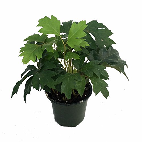 Oak Leaf Grape Ivy Plant