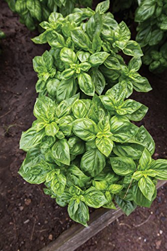 Burpee 55370A Pesto Party Basil Seeds #TOP4
