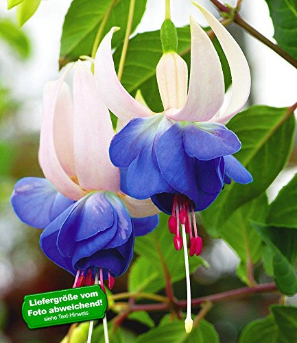 BALDUR Garten Winterharte Fuchsien 'Blue Sarah', 6 Pflanzen Fuchsia