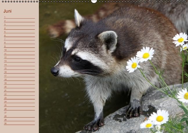 Waschbären / Geburtstagskalender (Wandkalender immerwährend DIN A2 quer): Der waschbärige immerwährende Geburtstagskalender (Monatskalender, 14 ... + Martina Berg, Pferdografen.de