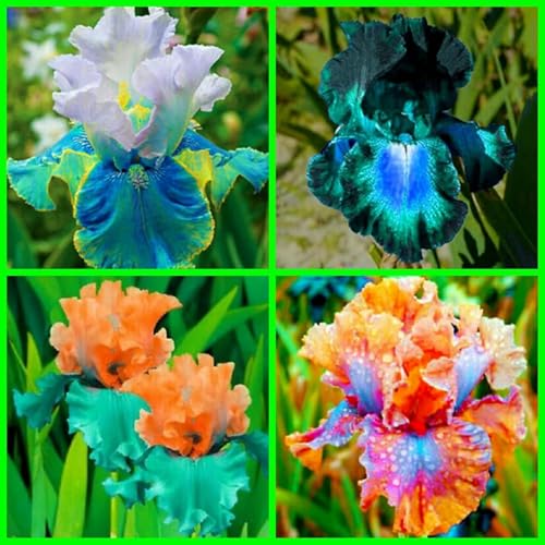 Iris Bulbs for Planting Now UK,Wedding Flowers,Plant Bulbs,Cut Flowers,Hardy Perennial,Garden Flowers,Iris Bulbs,Strong Plants That Grow Well-3Bulbs-F