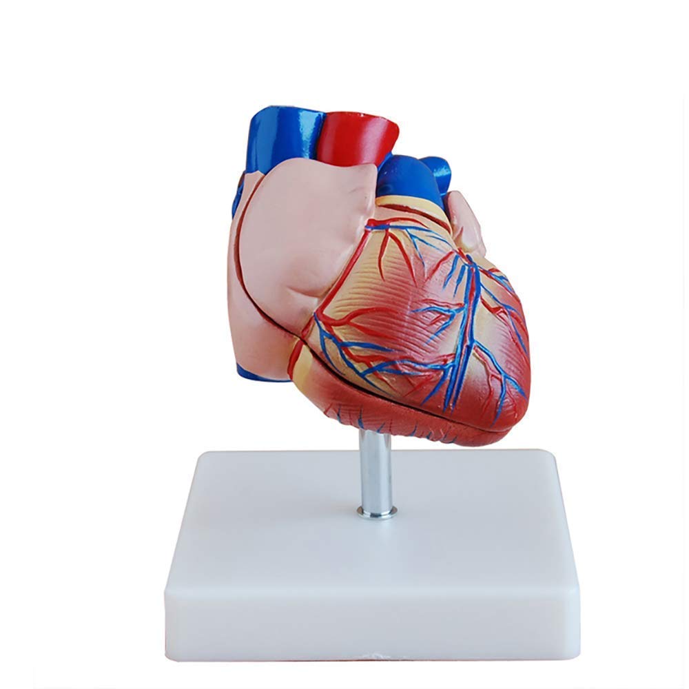 Educational Model Learning Resources 1:1 Human Heart Model Life Size Cardiac Anatomical Model for Science Classroom and Cardiology Study Teaching Model,Medical Models