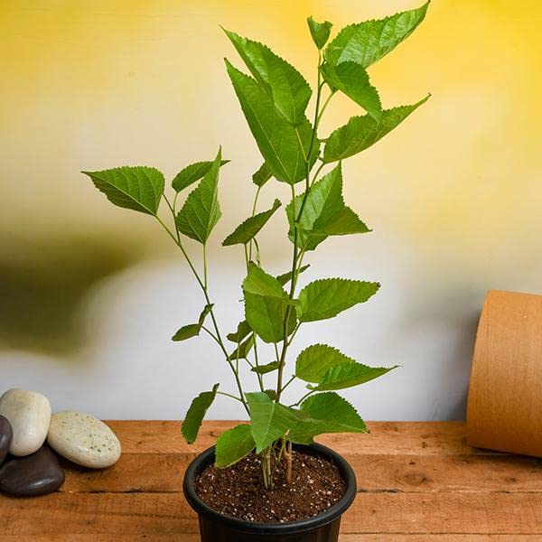 See full amazon price history chart for PlantaZee Mulberry Taiwan Long Variety Fruit Air Layered Grafted Live Plants & Tree PlantaZee Mulberry Taiwan Long Variety Fruit Air Layered Grafted Live Plants & Tree (B0CKBNPB52) Amazon Price History, Amazon Price Tracker