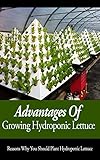 Advantages Of Growing Hydroponic Lettuce: Reasons Why You Should Plant Hydroponic Lettuce