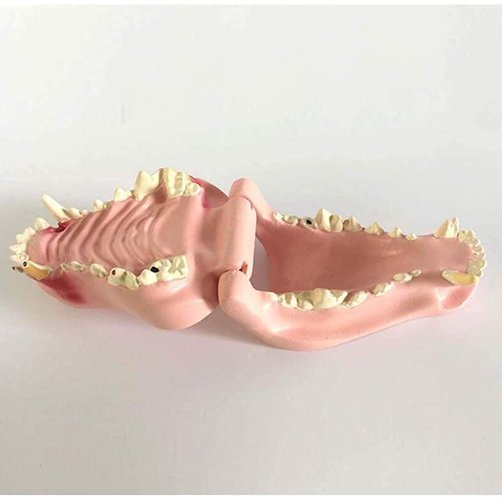 Model Badawczy Model Psa Model Anatomiczny Anatomia Lekarze Weterynarii Tier Ski Exim Stomatologia Medycyna Nauczanie Model Zęba Psa