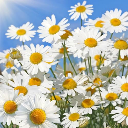 Premium Daisy Flower Seeds – Easy to Grow, Vibrant Blooms, Ideal for Home Garden, Balcony & Landscaping (All Season Flower Seeds) (Pack of 50 Seed)