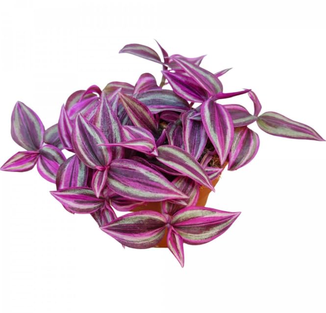 Tradescantia Pink Paradise - Indoor Plant in 9 cm Pot Approx 10 cm Tall
