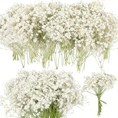 Pnoyws 100pcs Natural Dried Babys Breath Flowers - White Preserved-Dried Babies Breath Bouquet Real Gypsophila for Wedding DIY Crafts Resin Art Invitation Cards & Home Décor