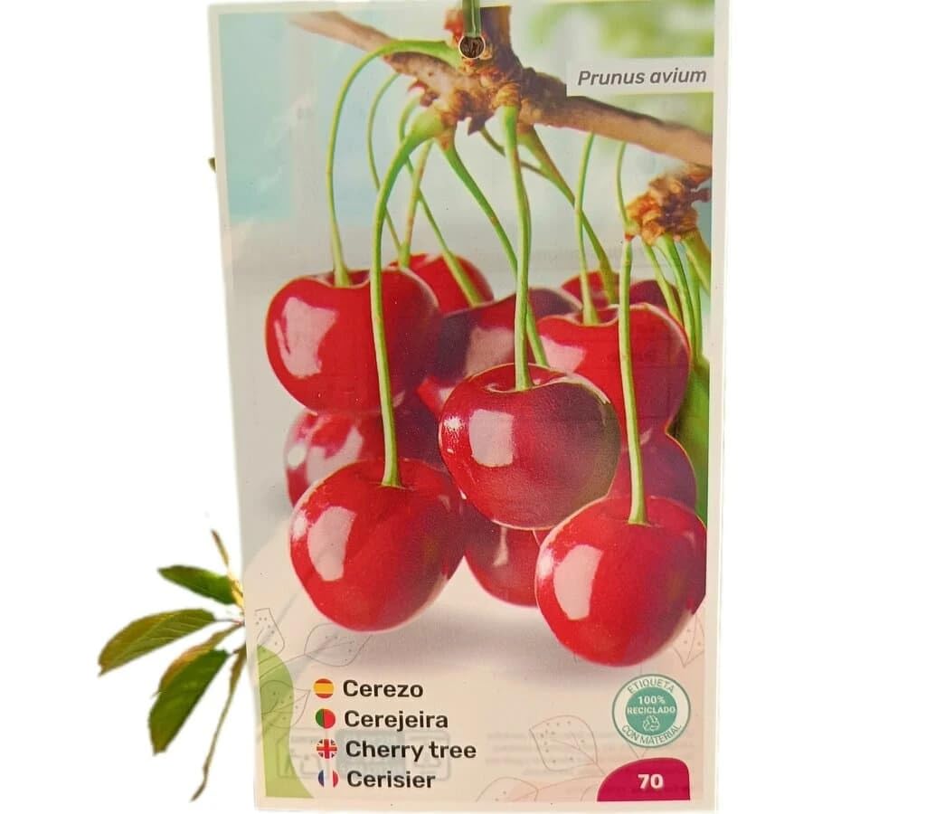 Garden Center shop | Árbol Frutal Cerezo Brook (Prunus avium 'Brook') de 2 Años | Altura 120-140 cm | Cultivado en Maceta| Variedad Productiva y Autofértil | Interior y Exterior | Fruta Dulce y Grande