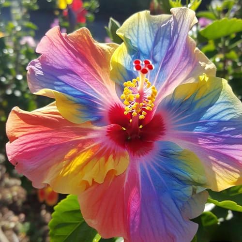 Image of live plants (HIBISCUS FLOWER PLANT)