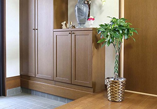 風水 玄関におすすめの運気が上がる観葉植物11選 裏ワザも 住宅情報リアルブログ 風水 玄関におすすめの運気が上がる観葉植物11選 裏ワザも 住宅情報リアルブログ